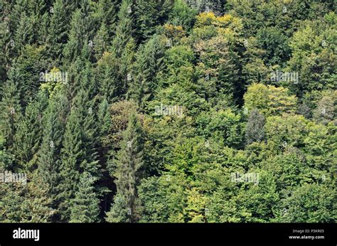 La Textura De Un Bosque De Montaña Con Muchos árboles Verdes Vista
