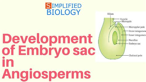 Development Of Embryo Sac In Angiosperms For Neet Aipmt Aiims Jipmer