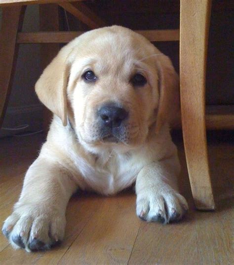 Yellow labrador retriever puppies have warmed our hearts for centuries as the most popular dog breed in america. English labrador, Labrador breeders and Labradors on Pinterest