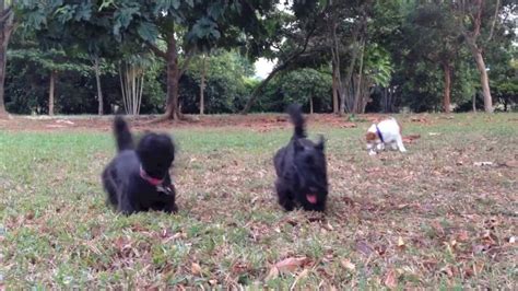 Scottish Terriers Show A Corgi How To Hunt Youtube