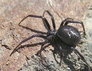 Black Spiders Steatoda Albomaculata Bugguidenet