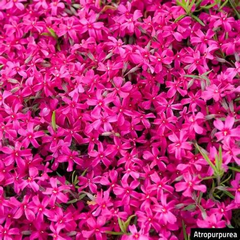 Gardens Alive 1 Pack In Bareroot Blue Carpet Creeping Phlox In The