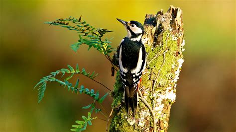 Great Spotted Woodpecker D Major Woodland Trust