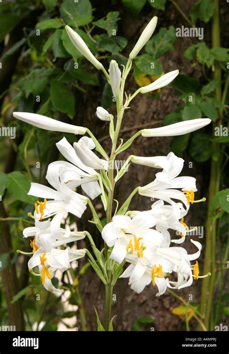 Lilium Regale Album White Lily In The Gardens Of Groombridge Place