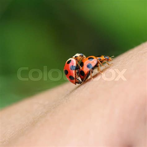 Ladybug Stock Image Colourbox