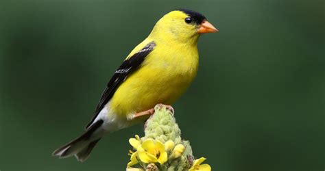 American Goldfinch Life History All About Birds Cornell Lab Of