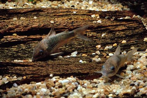 Red Blotch Disease In Corydoras Catfish