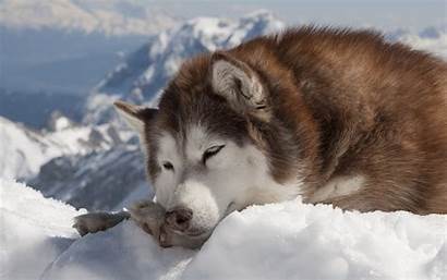 Husky Siberian Brown Animals Dogs Wallpapers Dog