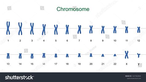 Human Karyotype Autosomes Sex Chromosome Vetor Stock Livre De