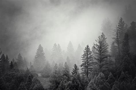 Forest Photograph In Black And White Mountain Pines Physical Etsy