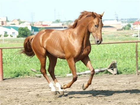 budyonny horses breeds southern region