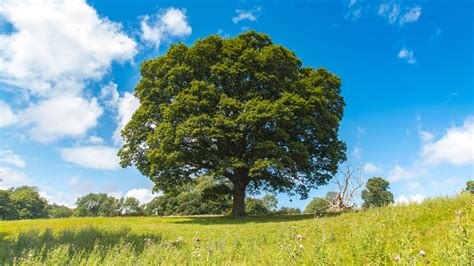 Oak Tree In Field With Blue Sky Hansens Tree Service