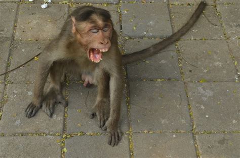 Teental Monkey Doing Funny Things