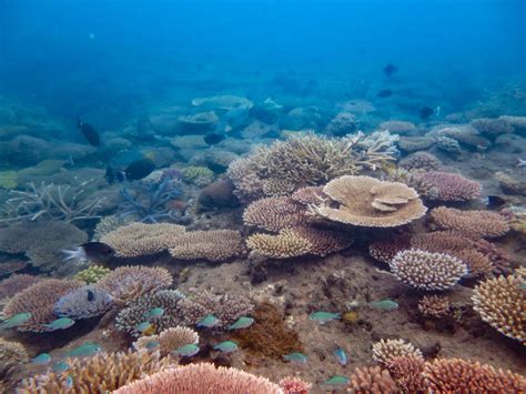 Aims Coral Reefs Off Port Douglas Show Improved Signs Of Health