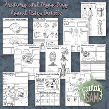 Anatomy And Physiology Doodle Notes Growing Bundle By Sciencely Sam