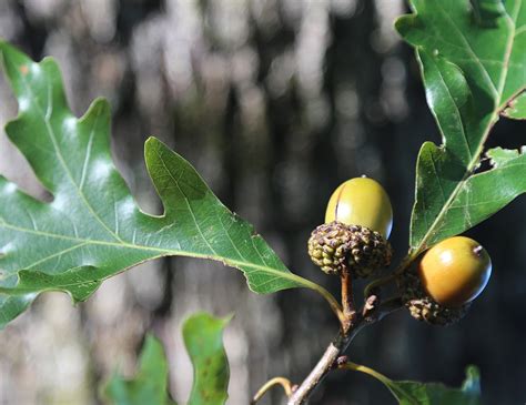 10 Wild Edible Plants In Arkansas Only In Arkansas