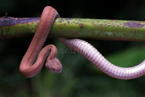 Mangrove Pit Viper Coiled Around A Tree Branch Stock Image Image Of