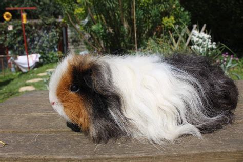 Texel For Sale Guinea Pigs Breed Information Omlet