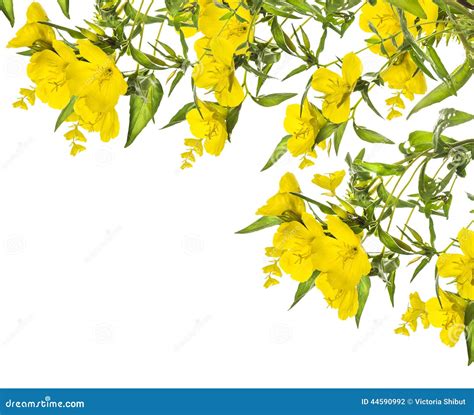 Yellow Flowers Corner Frame Isolated On White Stock Photo Image