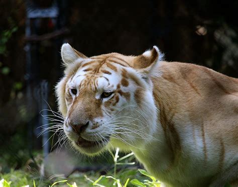 Close Up Photo Brown Liger White Tiger Big Cat Cat Cat Animal