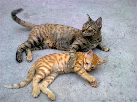 Mother Cat Love Brownie With Her Kitten Goldy Catsbehavior Flickr