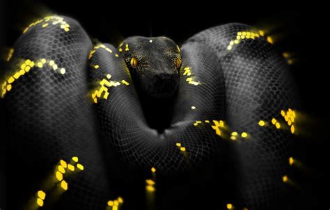 Python Snake Wallpapers Top Free Python Snake Backgrounds
