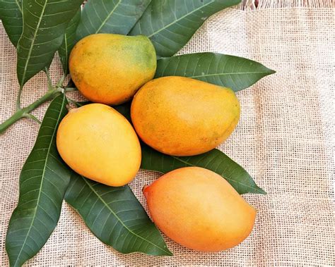 How To Grow A Mango Tree In Australia