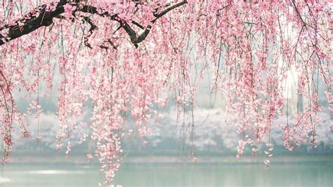 Japanese Aesthetic Wallpaper K Anime Sakura Trees Hd Wallpapers Images And Photos Finder