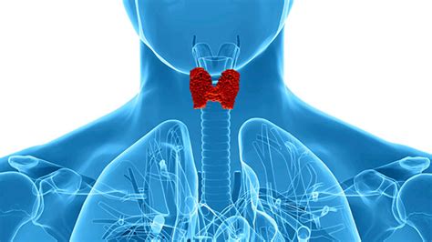 Thyroid Function Tests Procedure Side Effects And Results