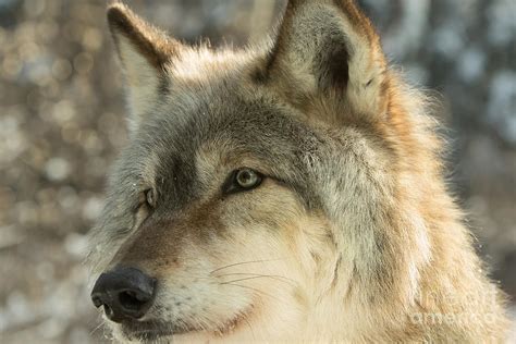 Morning Wolf Portrait Photograph By Donna Crider Fine Art America
