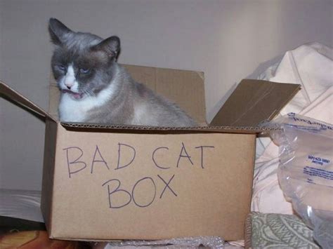Cats Bad Cats Cat Box Cat Memes