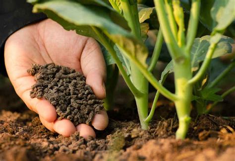 Organic Fertilizers Types Benefits And How To Use Them In Your Garden