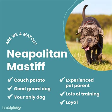 Neapolitan Mastiff Breed Characteristics Care And Photos Bechewy