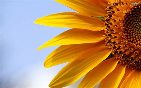 65 Sunflower Android Iphone Desktop Hd Backgrounds Wallpapers