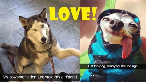 10 Hilarious Dog Snapchats That Are Impawsible Not To Laugh At Dog