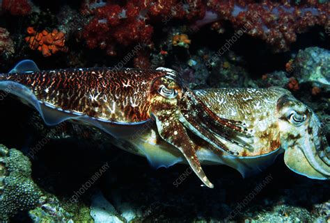 Pharaoh Cuttlefish Stock Image Z5050063 Science Photo Library