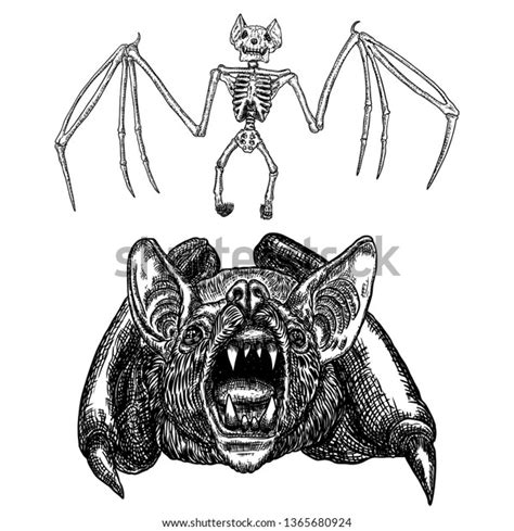 Bat Bat Skeleton Set Drawing Gothic Stock Vector Royalty Free