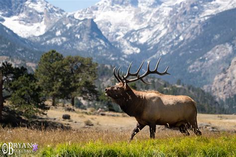 Colorado Rocky Mountain Wildlife Photography Bryan Maltais