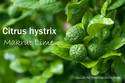 1000 x 982 jpeg 193 кб. Kaffir Lime Tree, Kieffer Lime - Indoor Dwarf Lime Tree Care