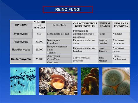 Ppt Reino Fungi Powerpoint Presentation Free Download Id943329