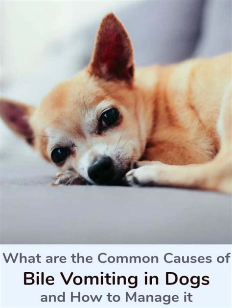 What Is The Cause Of Bile Vomiting In Dogs And How To Manage It