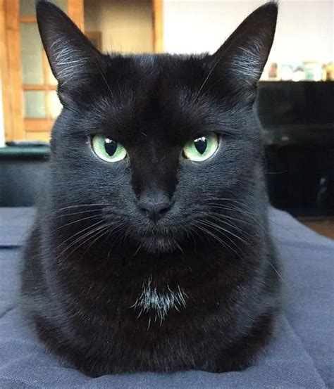 65 Names For Black Cats With Green Eyes