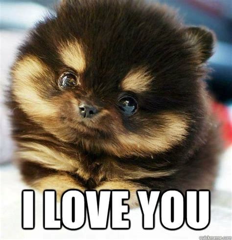 I Love You Puppy Meme Puppy Me24u Cute Dogs Cute Animals Animals