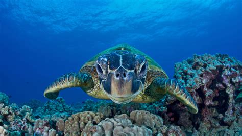 Bing Hd Wallpaper Jun 8 2018 Green Sea Turtle On World