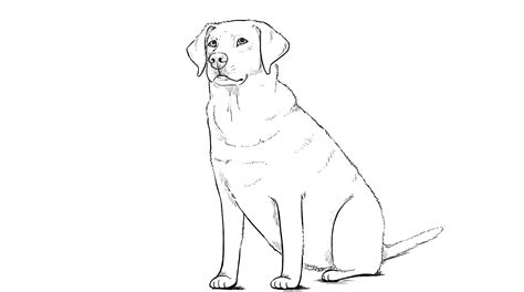 Labrador Line Drawing At Explore Collection Of
