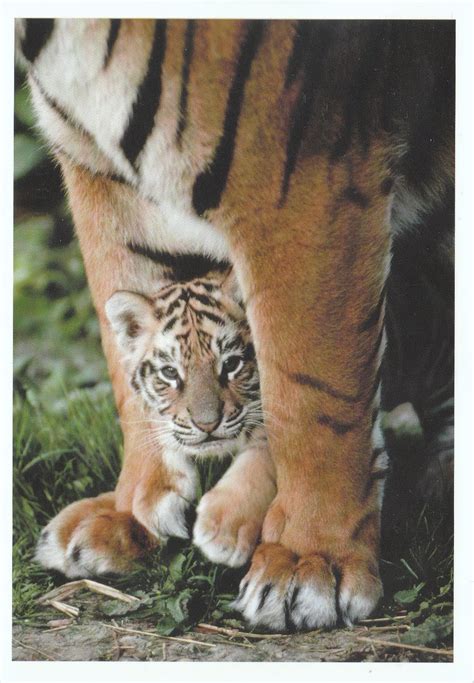 Encyclopaedia Of Babies Of Beautiful Wild Animals Tiger Cubs