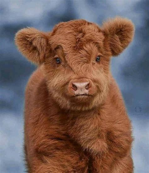 Pin By Abigailpep On Animaux Trop Mignon Cute Baby Cow Fluffy Cows