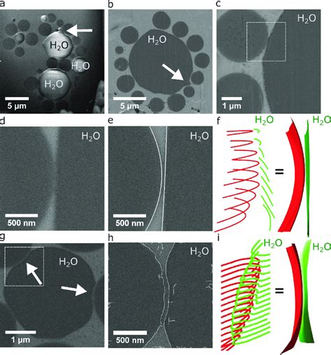 Cryo Focused Ion Beam Scanning Electron Microscopy Cryo Fib Sem