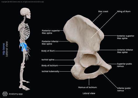 Hip Bone Encyclopedia Anatomyapp Learn Anatomy 3d Models Articles And Quizzes