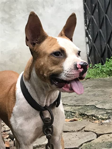 In Need Of A Male Pitbull Pets Nigeria